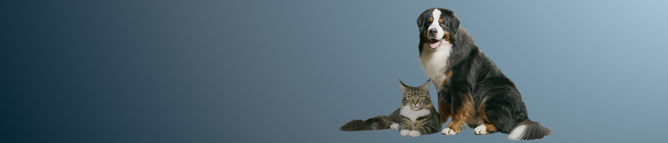 large bernese mountain dog sitting with a brown striped cat next to him
