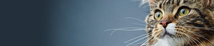 purina-institute-prebiotics