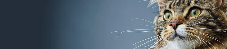 purina-institute-prébiotiques