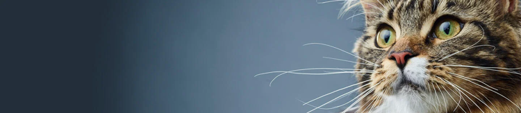 purina Instituto prebiotics