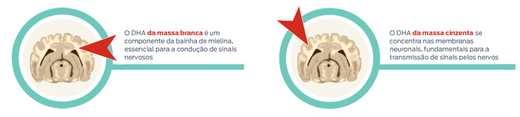 desenvolvimento inicial de matéria branca e cinzenta