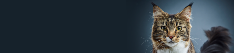 estudo de 9 anos de pesquisa da purina em gatos