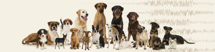 epilepsy-can-effect-any-dog