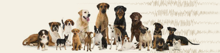 Epilepsie kann jeden Hund betreffen