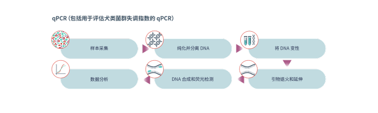 qPCR(包括用于评估犬类菌群失调指数的 qPCR)图示