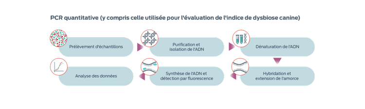 Image PCR quantitative (y compris celle utilisée pour l'évaluation de l'indice de dysbiose canine)