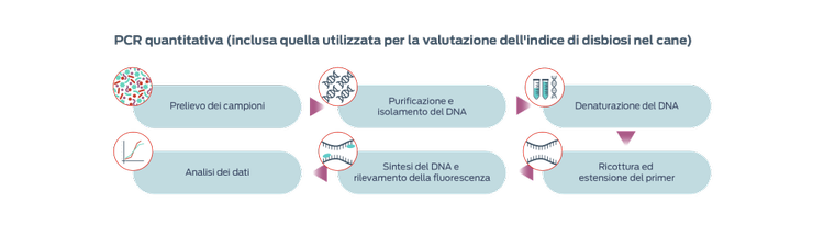 PCR quantitativa (inclusa la parte utilizzata per la valutazione dell'indice di disbiosi nel cane)