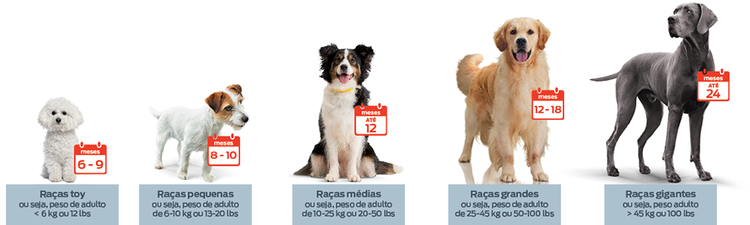 gráfico de taxa de crescimento de cães
