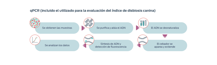qPCR (incluido el utilizado para la evaluación del indice de disbiosis canini), descrito en 6 pasos. Paso 1, Se obtienen las muestras. Paso 2, Se purifica y aísla el ADN. Paso 3, El ADN se desnaturaliza. Paso 4, El cebador se aparea y extiende. Paso 5, Sintesis de ADN y detección de fluorescencia. Paso 6, Se analizan los datos.