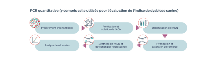Image PCR quantitative (y compris celle utilisée pour l'évaluation de l'indice de dysbiose canine)
