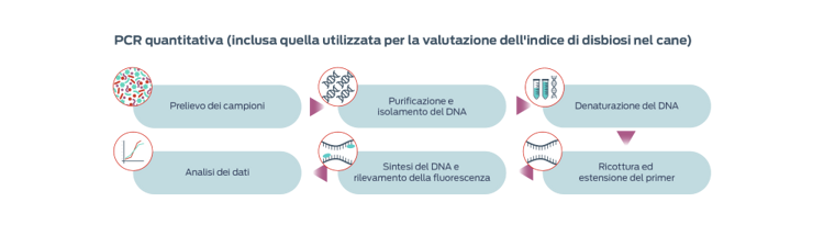 PCR quantitativa (inclusa la parte utilizzata per la valutazione dell'indice di disbiosi nel cane)