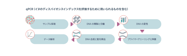 qPCR(イヌのディスバイオシスインデックスを評価するために用いられるものを含む)の図