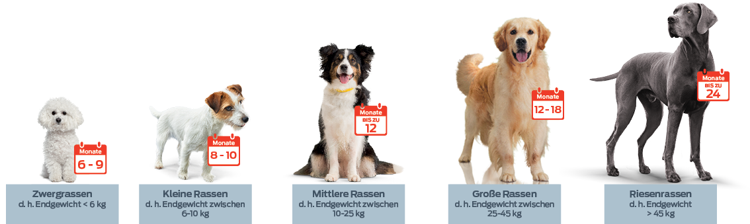 6 bis 9 Monate, Zwerghunde (d. h. Erwachsenengewicht < 6 kg). 8 bis 10 Monate, kleine Rassen (d. h. Erwachsenengewicht von 6 bis 10 kg oder 13 bis 20 lbs). Bis zu 12 Monate, mittlere Rassen (d. h. Erwachsenengewicht von 10 bis 25 kg oder 20 bis 50 lbs). 12 bis 18 Monate, große Rassen (d. h. Erwachsenengewicht von 25 bis 45 kg oder 50 bis 100 lbs). Bis zu 24 Monate, große Rassen (d. h. Erwachsenengewicht von >45 kg oder 100 lbs).