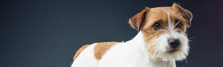 purina-institute-probiotics