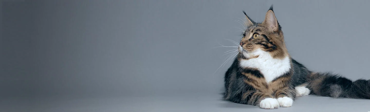 purina-instituto-imunidade-colostro