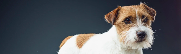 purina Institute probiotics