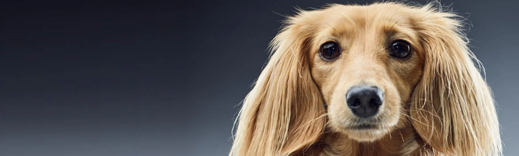 eje intestino-cerebro