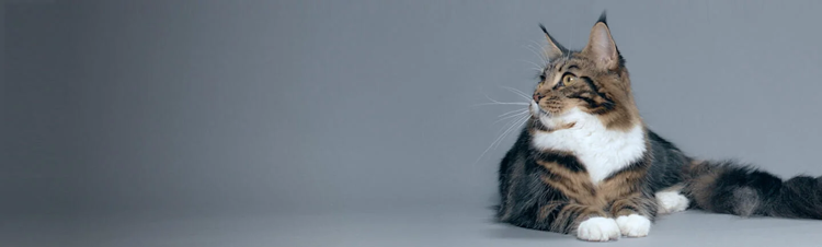 purina-instituto-imunidade-colostro