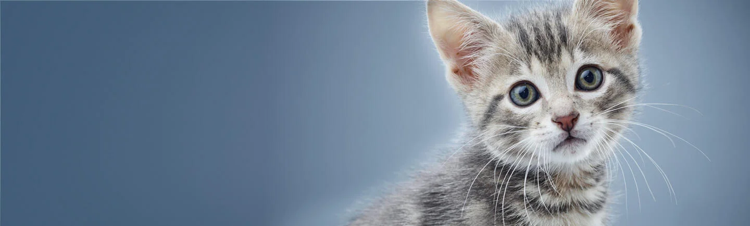 purina-istituto-nrm-banner