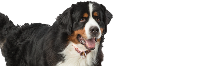 Duffy, a male Bernese Mountain Dog