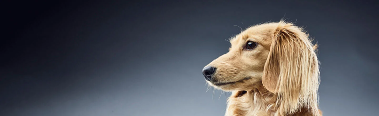 Purina の研究