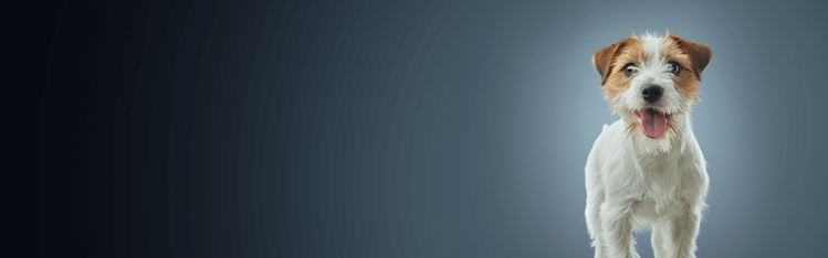 white and brown dog standing