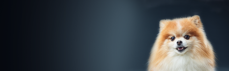 拥有黄色和白色毛发的博美犬看着镜头