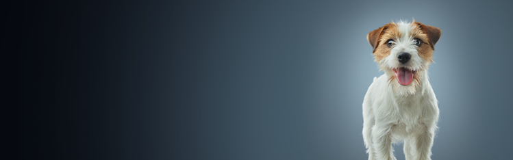 cane bianco e marrone in piedi