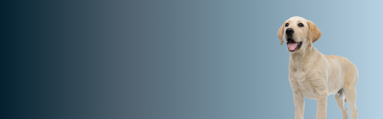 Chiot de race golden retriever