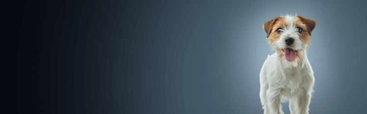 white and brown dog standing