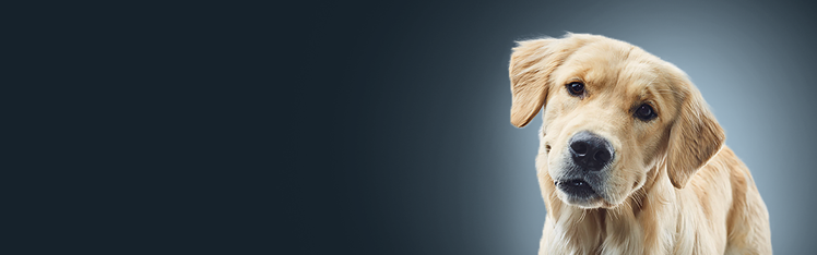 cucciolo bianco con orecchie morbide