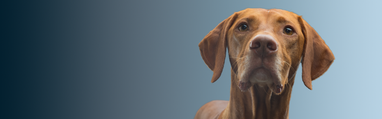 Banner „Darm-Hirn-Achse Hund“