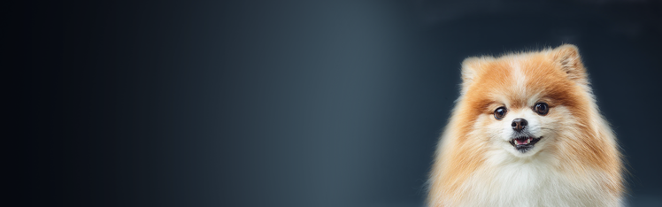 yellow and white Pomeranian looking at the camera