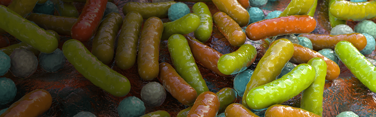 bacterial rods and cocci