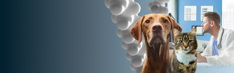 dog and cat over blue gradient background