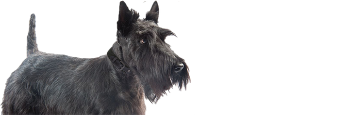 Get to know Annie, a young adult, small-breed dog with pruritus and chronic diarrhea.