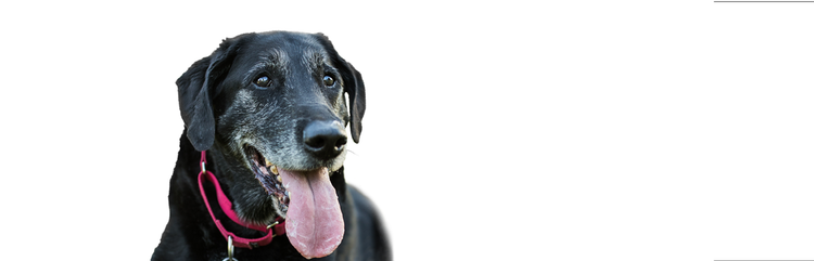 um labrador retriever preto sênior