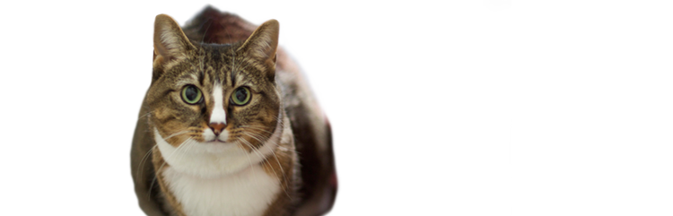 Vi presentiamo Muffin, una gatta adulta obesa, ma per il resto sana