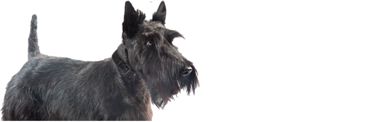 Get to know Annie, a young adult, small-breed dog with pruritus and chronic diarrhea.