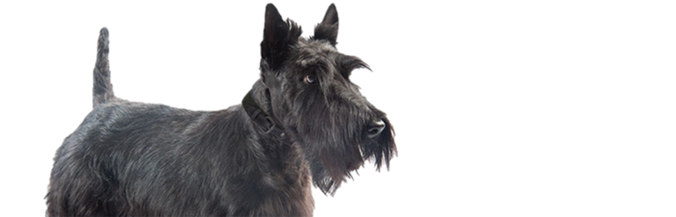 Découvrez Annie, un jeune chien adulte de petite race atteint de prurit et diarrhée chronique.