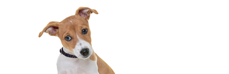 純血種のジャックラッセルテリアの仔犬