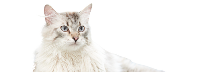 Conheça Dewey, um gato sênior que perdeu peso.