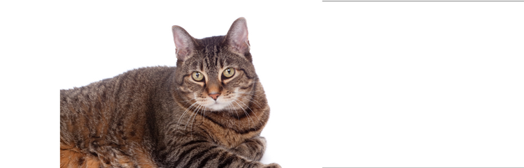 un chat domestique à poil court, adulte et en surpoids