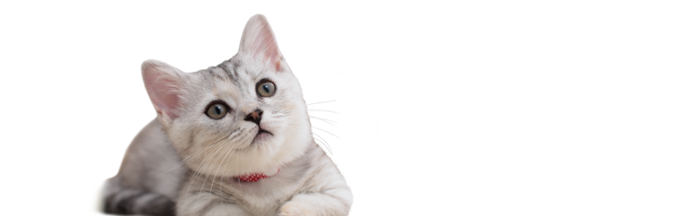 雑種の仔猫