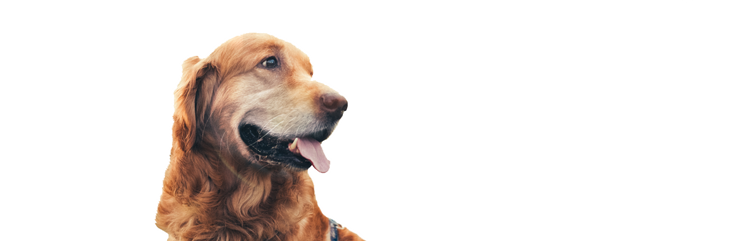 um golden retriever envelhecido e saudável