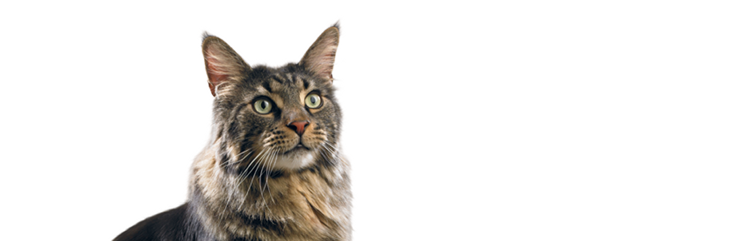 Domestic Shorthair cat