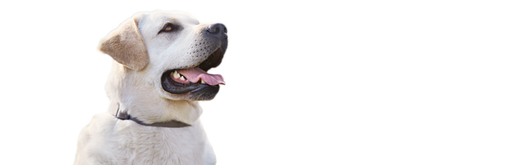 Meet Molly, an obese, but otherwise healthy, adult, large-breed dog.