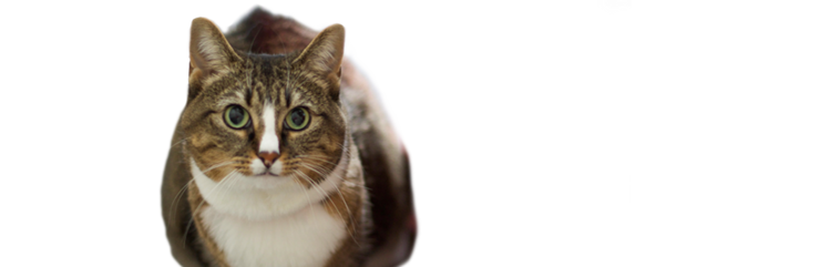 Lernen Sie Muffin kennen, eine übergewichtige, aber ansonsten gesunde, ausgewachsene Katze