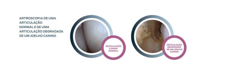 articulação de punho do instituto purina