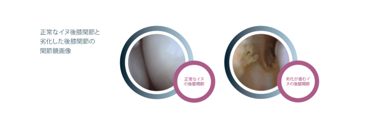 Purina Institute 後肢関節